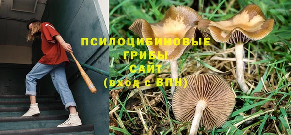 PSILOCYBIN Алзамай